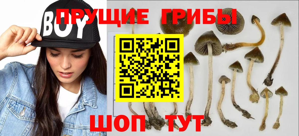Хабаровск  Псилоцибиновые грибы Psilocybe  Псилоцибиновые грибы ЛСД  Вход с VPN 